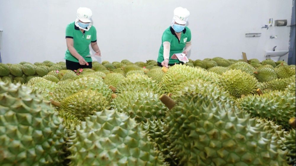 Để sầu riêng là sản phẩm chủ lực quốc gia cần có đầu tư thỏa đáng