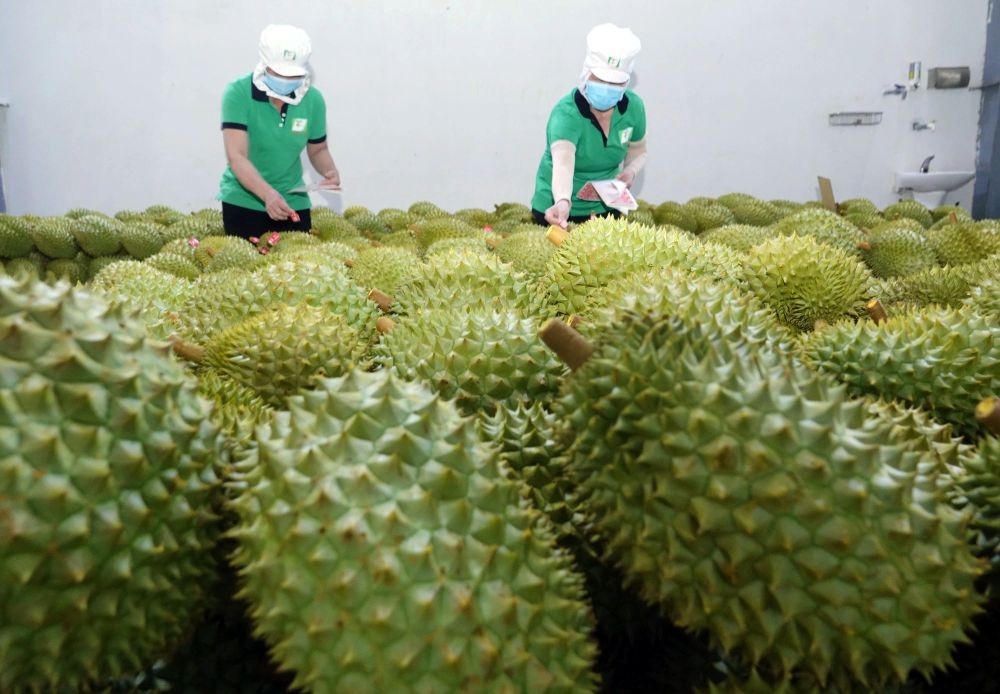 Nếu xác định sầu riêng là sản phẩm chủ lực quốc gia, cần có đầu tư thỏa đáng