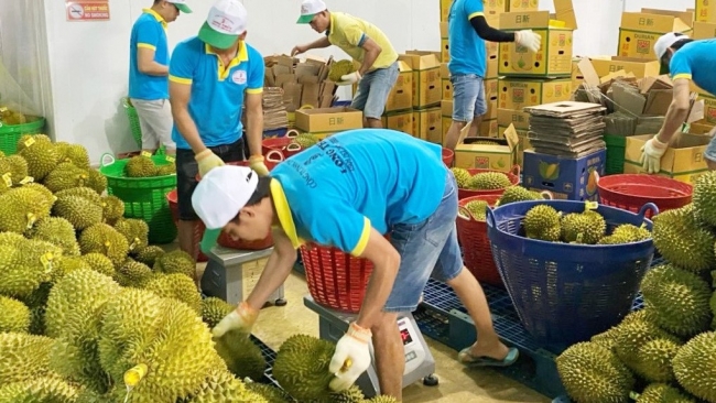 Lâm Đồng: Siết chặt tiêu chuẩn nguồn sầu riêng xuất khẩu