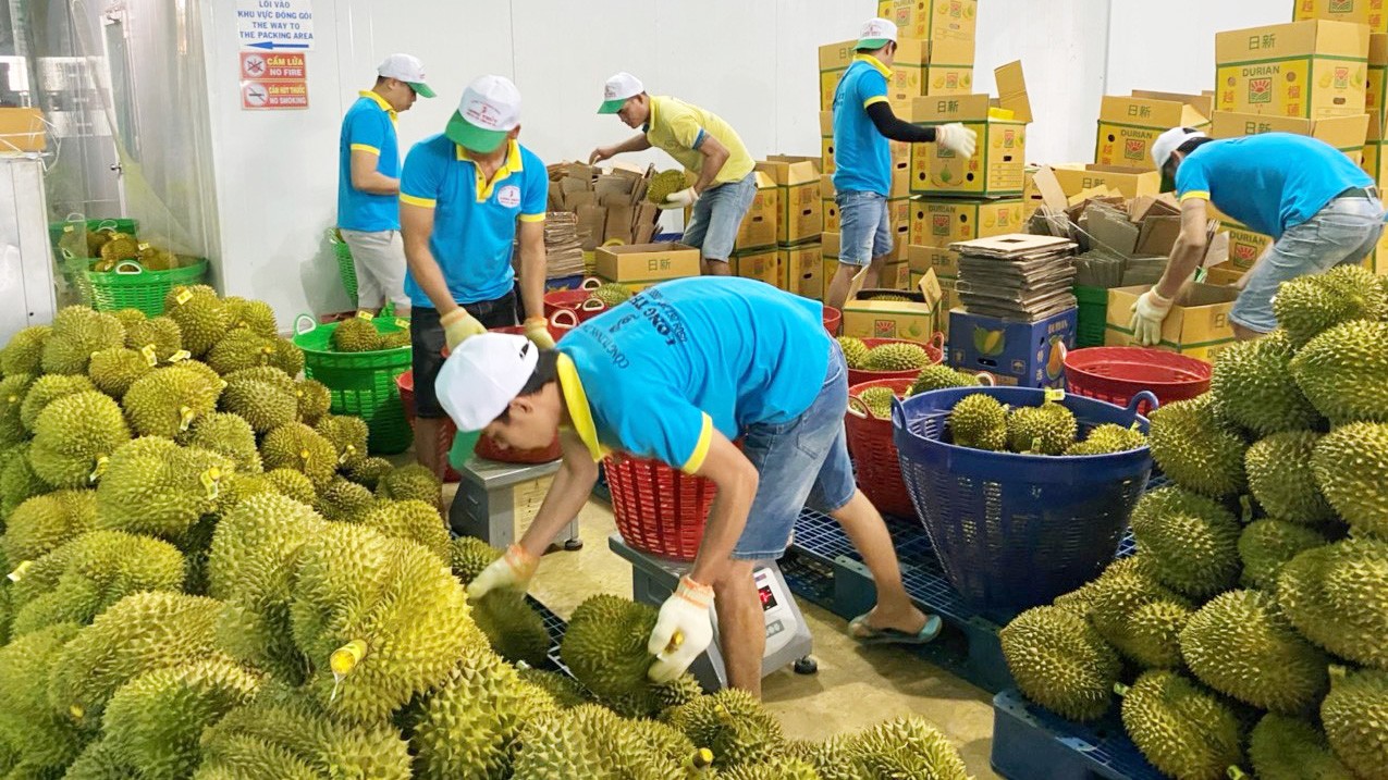 Lâm Đồng: Siết chặt tiêu chuẩn nguồn sầu riêng xuất khẩu