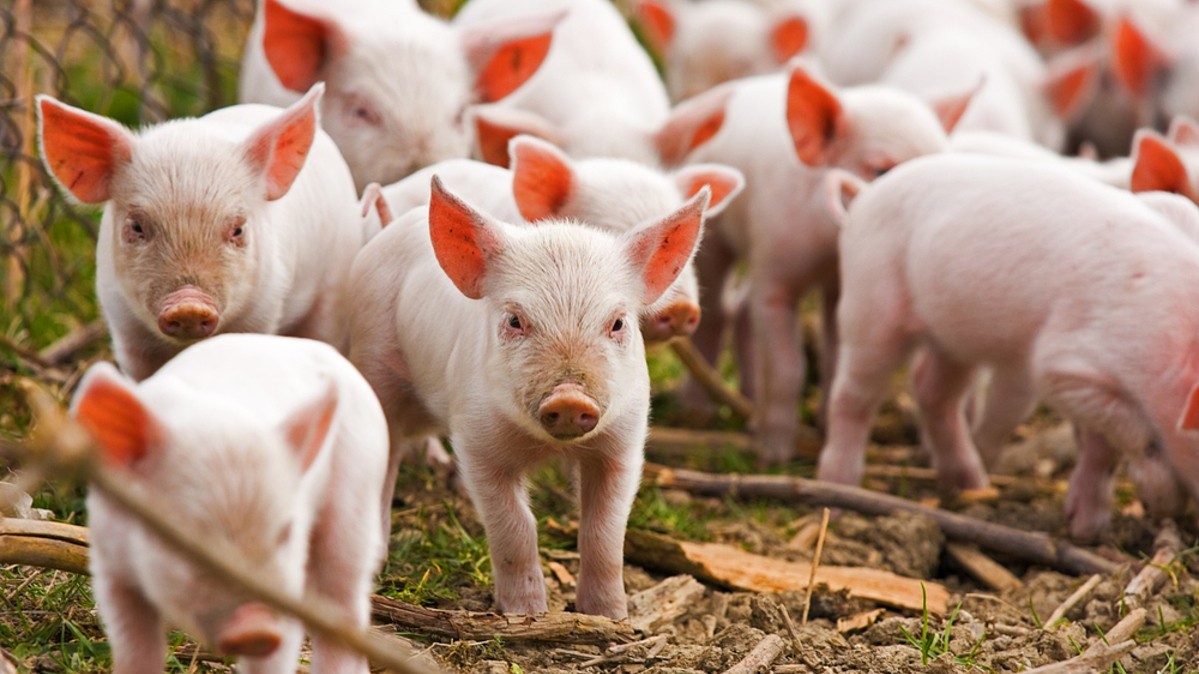 Ngày 31/5: Giá heo hơi tại miền Nam ở mức cao nhất cả nước