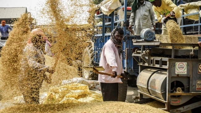 Thị trường nông sản: Giá gạo Ấn Độ giảm sâu