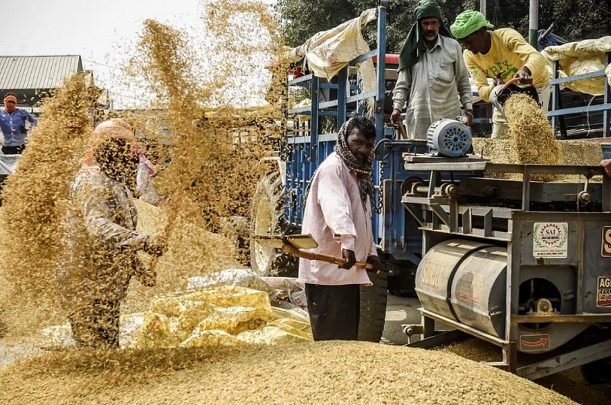 Thị trường nông sản: Giá gạo Ấn Độ giảm sâu