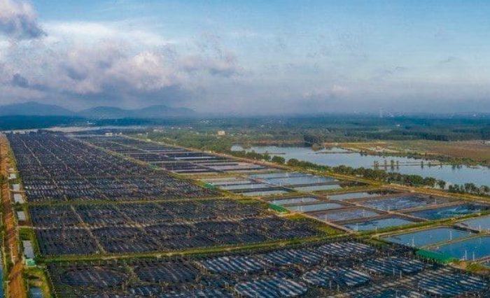 Vua tôm Minh Phú đặt mục tiêu lãi gần 1.000 tỷ đồng trong năm 2025