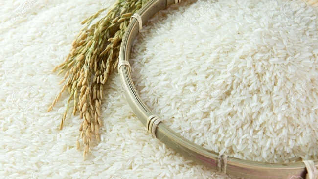 Ngày 8/6: Giá lúa giảm nhẹ, gạo giữ giá ổn định