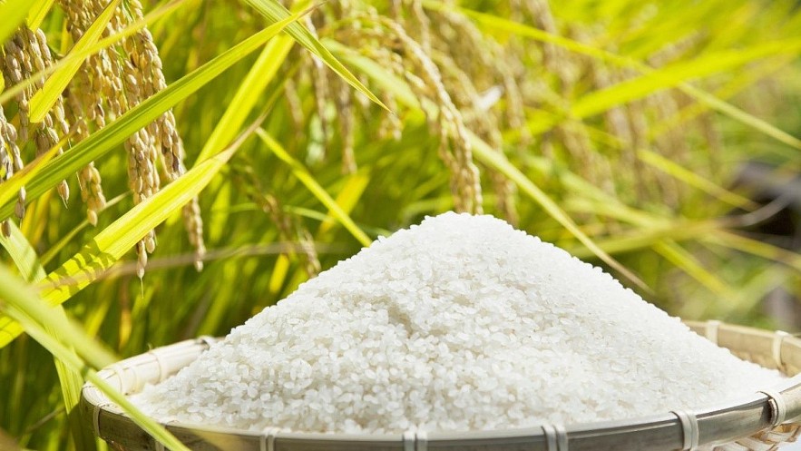 Ngày 9/6: Giá lúa gạo tại Đồng bằng sông Cửu Long ổn định sáng đầu tuần Ngày 9/6: Giá lúa gạo tại Đồng bằng sông Cửu Long ổn định sáng đầu tuần