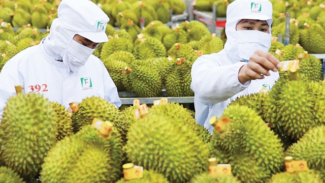 Thay đổi tư duy quản lý để ngành hàng sầu riêng phát triển bền vững