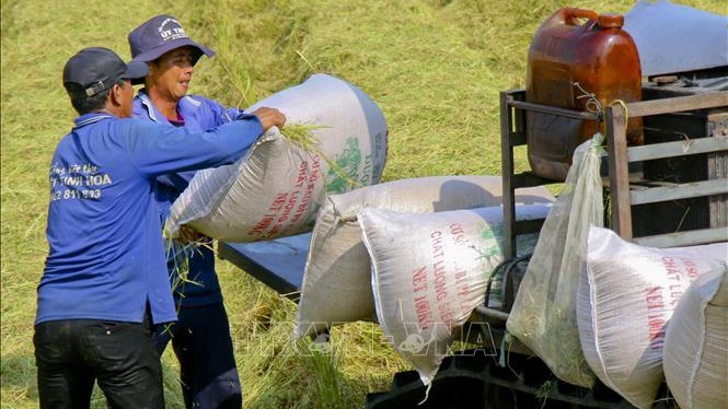 Giá gạo đi xuống ở thị trường châu Á