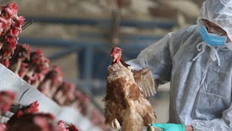 Kiểm soát giết mổ, vệ sinh thú y để đảm bảo an toàn thực phẩm