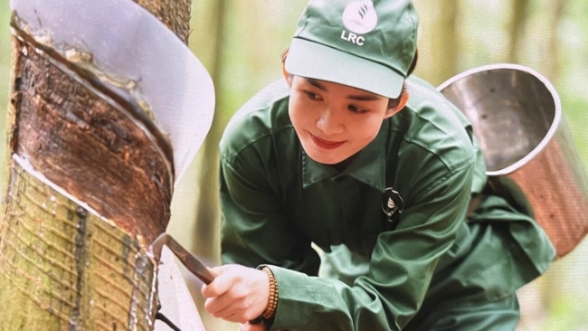 Ngày 19/6: Giá cao su thế giới nhích tăng, trong nước đi ngang