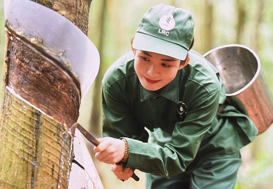 Ngày 19/6: Giá cao su thế giới nhích tăng, trong nước đi ngang