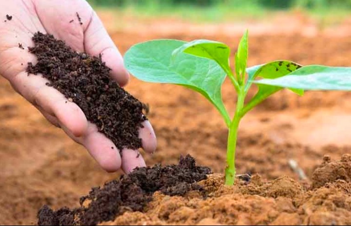 Ngành phân bón bước vào chu kỳ tăng trưởng mới nhờ chính sách thuế và nhu cầu phục hồi