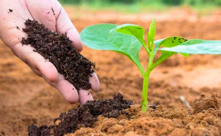 Ngành phân bón bước vào chu kỳ tăng trưởng mới nhờ chính sách thuế và nhu cầu phục hồi