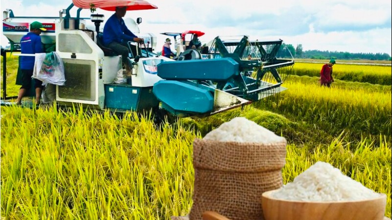 Ngày 22/6: Giá lúa tươi tăng, gạo bình ổn