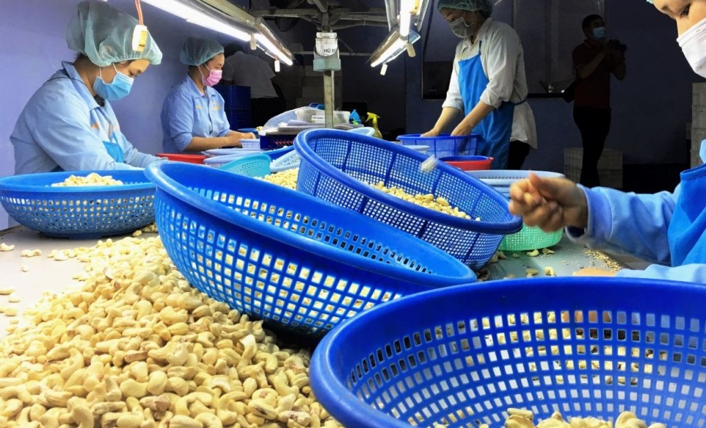 Xuất khẩu hạt điều Việt Nam: Thách thức thuế quan Mỹ và cơ hội từ giá điều thô giảm