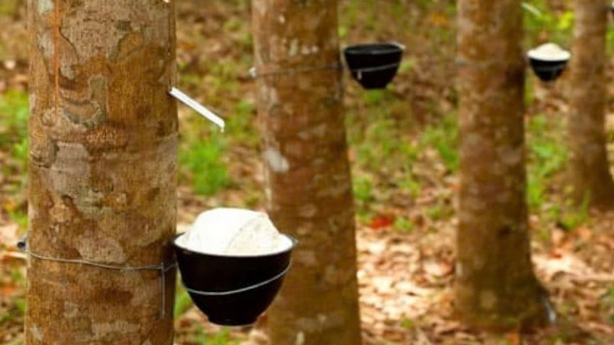 Ngày 24/6: Giá cao su trên các sàn giao dịch chủ chốt đồng loạt giảm sâu