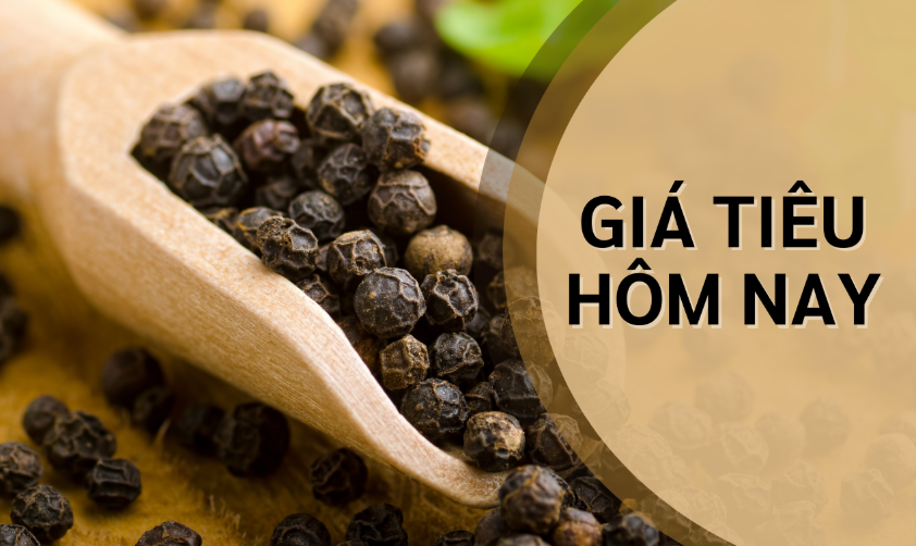 Ngày 26/6: Giá tiêu tăng trở lại, cà phê giảm mạnh