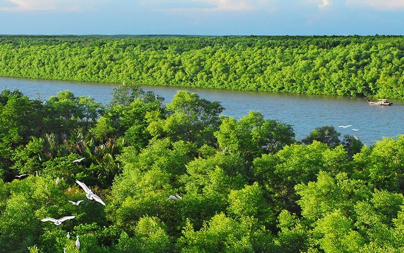 Thị trường carbon rừng Việt Nam: Đột phá kinh tế xanh từ Nghị định 107/2022/NĐ-CP