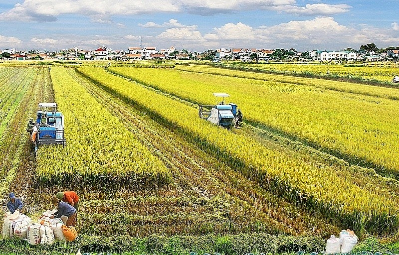 Hướng dẫn mới về thuế sử dụng đất nông nghiệp