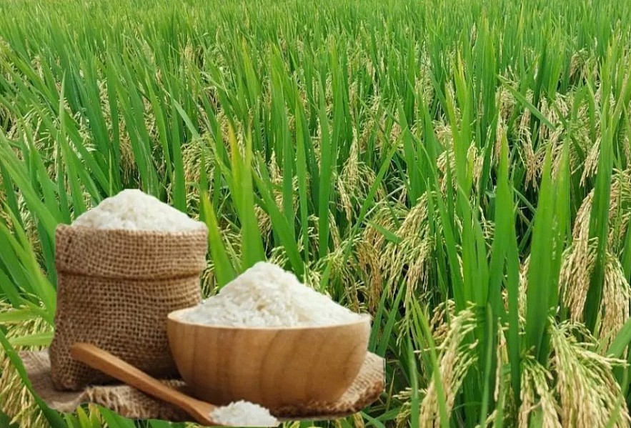 Ngày 1/7: Giá lúa gạo tại Đồng bằng sông Cửu Long ít biến động Ngày 1/7: Giá lúa gạo tại Đồng bằng sông Cửu Long ít biến động