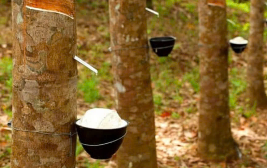 Ngày 3/7: Giá cao su thế giới diễn biến trái chiều Ngày 3/7: Giá cao su thế giới diễn biến trái chiều