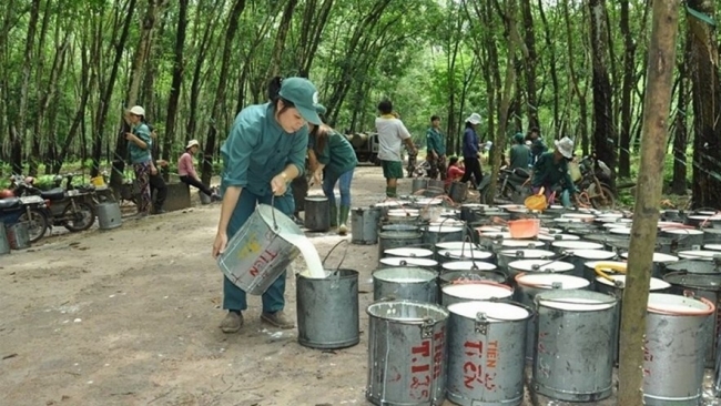Ngày 4/7: Giá cao su thế giới biến động không đồng nhất