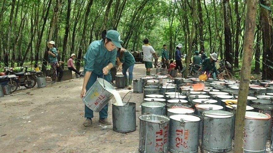 Ngày 12/7: Giá cao su trong nước đồng loạt giảm, thế giới khởi sắc trở lại