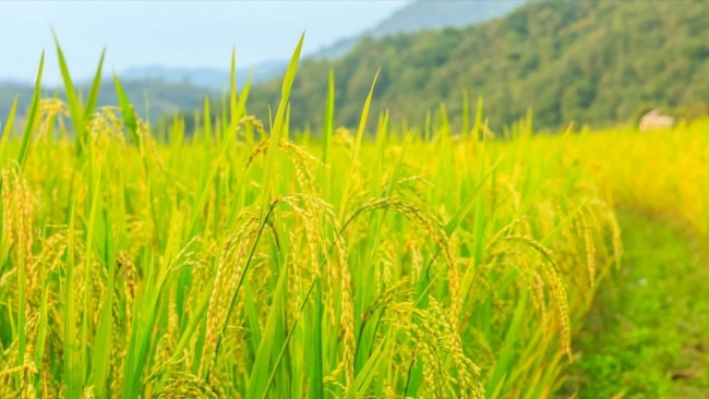 Ngày 13/7: Giá lúa tươi tại Đồng bằng sông Cửu Long tiếp đà tăng