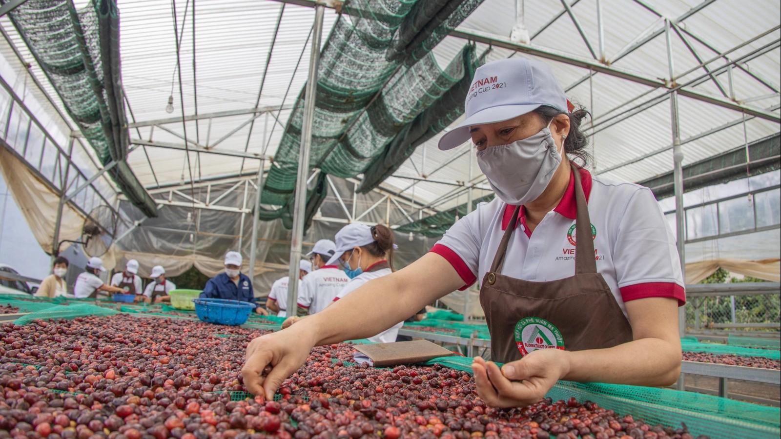 Ngày 19/7: Giá cà phê, hồ tiêu trong nước cùng giảm nhẹ