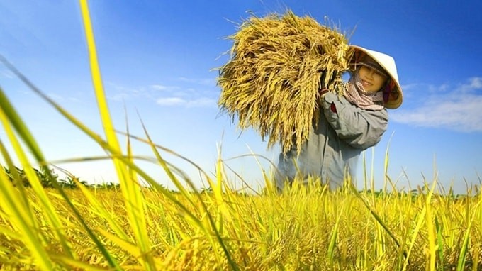 Ngày 20/7: Giá gạo giảm nhẹ, lúa đứng giá