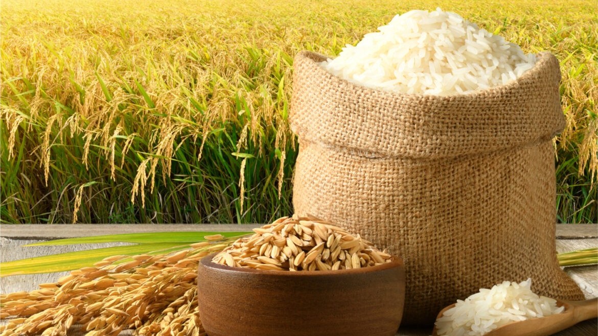 Ngày 21/7: Giá lúa gạo tại Đồng bằng sông Cửu Long bình ổn sáng đầu tuần