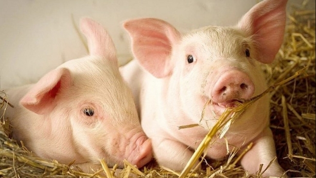 Ngày 22/7: Giá heo hơi giảm sâu trên cả 3 miền