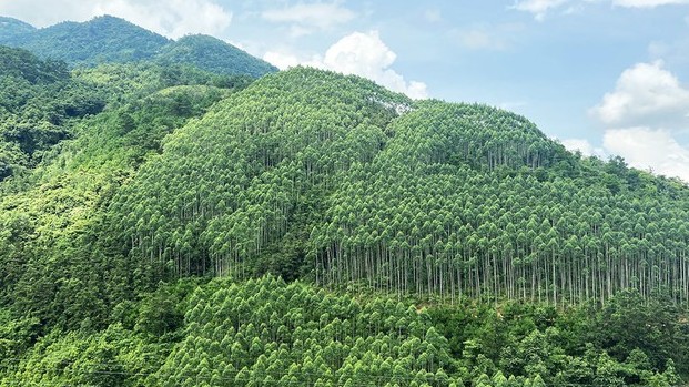 Cả nước có 121 công ty nông nghiệp được Nhà nước giao, cho thuê 478.039ha đất