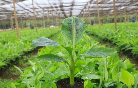 Hoàng Anh Gia Lai điều chỉnh kế hoạch phát hành cổ phiếu hoán đổi nợ