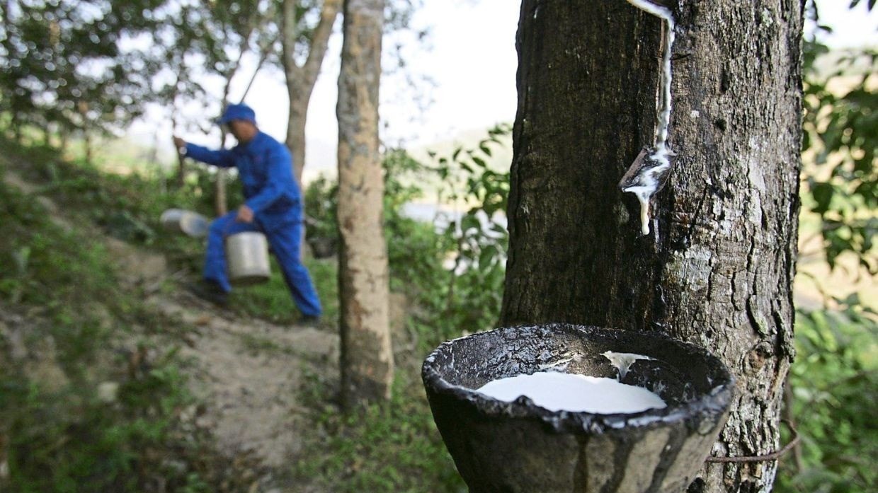Ngày 26/7: Giá cao su tự nhiên giảm mạnh
