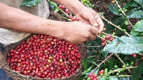 Ngày 27/7: Giá cà phê ổn định, hồ tiêu trong nước giảm mạnh