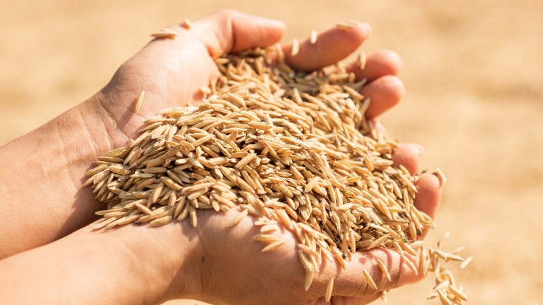 Giá gạo Ấn Độ giảm ba tuần liên tiếp