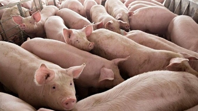 Ngày 29/7: Giá heo hơi tiếp tục giảm tại khu vực miền Trung và miền Nam