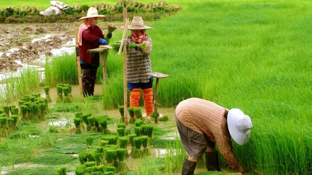 Đề xuất xây dựng 15 vùng trồng trọt phát thải thấp