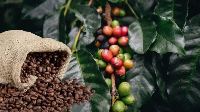 Giá nông sản hôm nay (22/7): Giá cà phê và hồ tiêu vẫn đi ngang