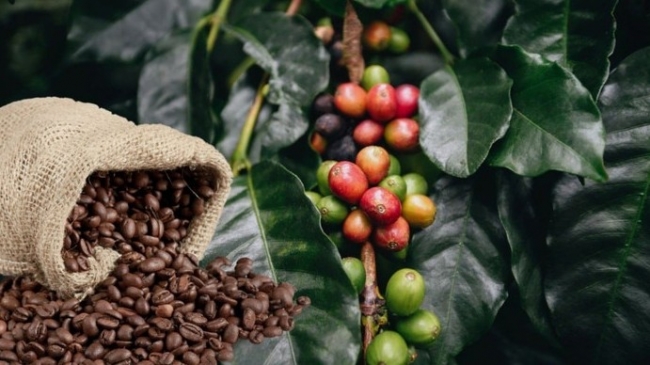 Thị trường hàng hóa: Giá cà phê biến động mạnh, đồng COMEX quay đầu giảm