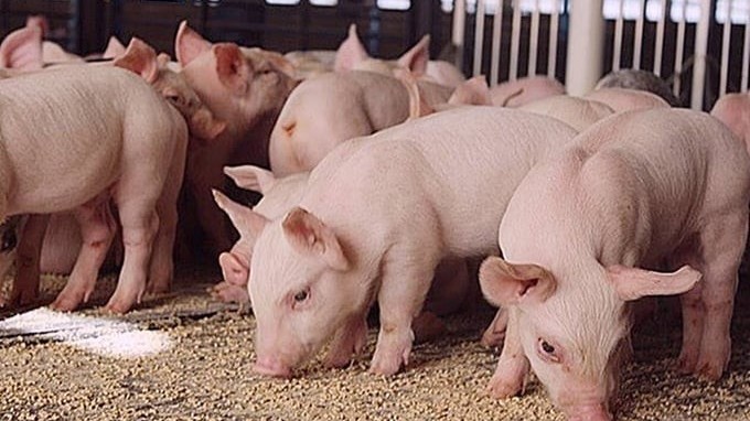 Ngày 1/8: Giá heo hơi trên cả nước đồng loạt tăng