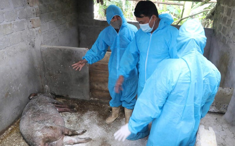 Cấp bách khống chế dịch tả lợn châu Phi