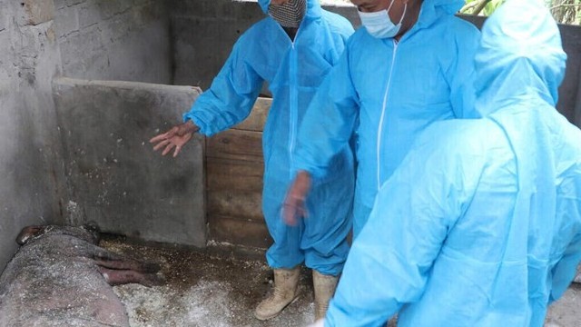 Cấp bách khống chế dịch tả lợn châu Phi