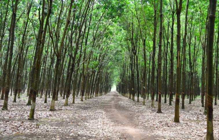 Cao su Phước Hoà chi hơn 182 tỷ đồng trả cổ tức năm 2024