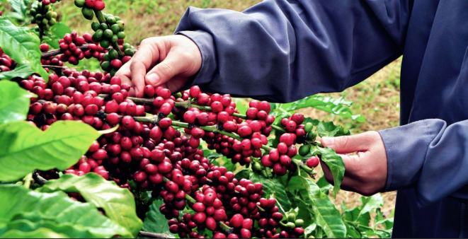 Ngày 9/8: Giá cà phê tăng mạnh tại thị trường trong nước, hồ tiêu ổn định