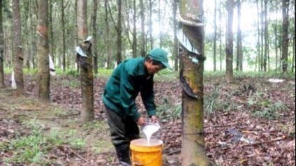 Ngày 9/8: Giá cao su ổn định tại thị trường trong nước