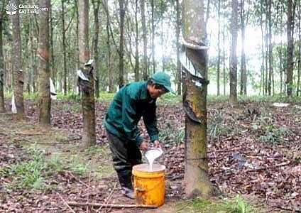 Ngày 9/8: Giá cao su ổn định tại thị trường trong nước Ngày 9/8: Giá cao su ổn định tại thị trường trong nước