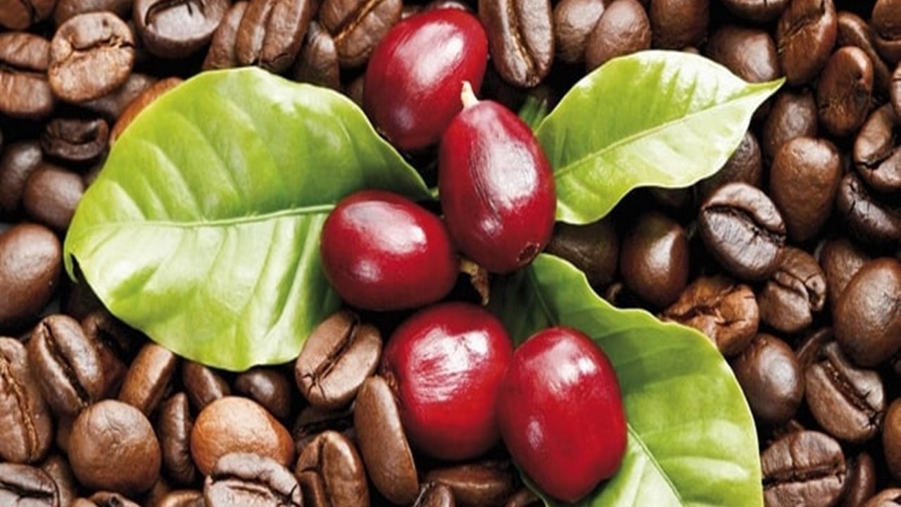 Ngày 10/8: Giá cà phê, hồ tiêu duy trì đà tăng