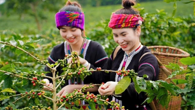 Ngày 15/8: Giá cà phê tăng dữ dội chưa từng có, hồ tiêu ổn định ở mức cao